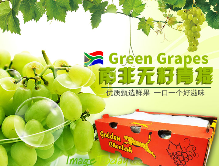 金豹鲜果金豹牌南非进口水果批发进口水果批发商无籽青提无籽葡萄